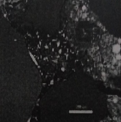 مرز مشخص میان نواحی متخلخل و متراکم در ملات با نسبت آب به سیمان 45/0 هیدراته شده در آب آهک برای مدت تقریبی 7 سال